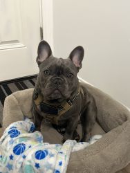 8 month male Frenchie