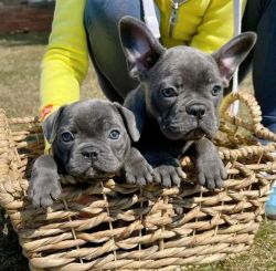 Lovely french bulldog Puppies