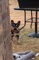 15 month old Black and Tan male French Bulldog