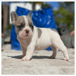 Mini French Bulldog puppies For Sale