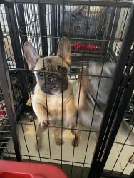 18 week old funny frenchie