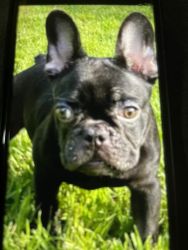 Frenchie Akc register 16weeks old