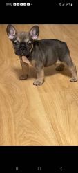 Boy frenchie puppy for sale