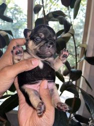 2 week yr old frenchy litter