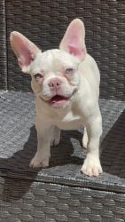 French bulldog For Sale