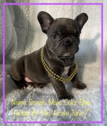 French Bulldog Puppies. Financing Available.