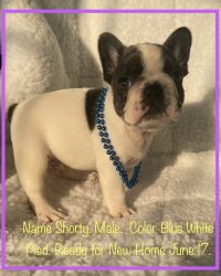 French Bulldog puppies. Financing Available