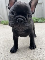 French bulldog puppy (pet only)