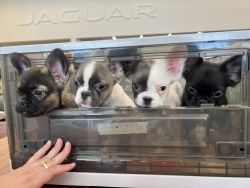 Fluffy frenchies