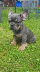 Amazing French Bulldogs Up for sale