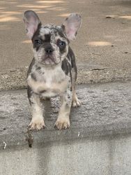 Male frenchie