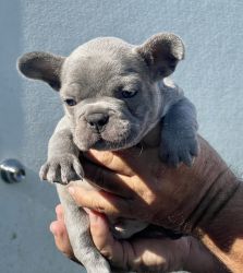 Frenchies For Sale!
