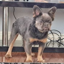 Blue & tan fluffy frenchie