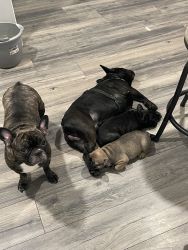 Frenchie’s for sale