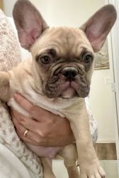 French Bulldog for Sale