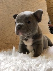 2 Beautiful male Frenchie puppies