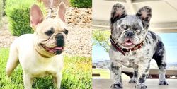 French Bulldog (fluffy carriers)