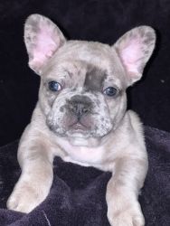Fluffy Carrier Merle Frenchie AKC Male