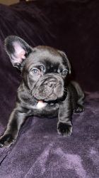 Fluffy Carrier Frenchie AKC Male