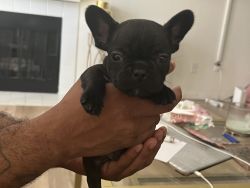 Frenchies 5 week old puppies