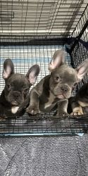 French Bulldogs available