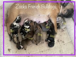 French Bulldog puppies.