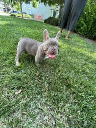 Pure breed French Bulldog AKC Certified has recent vaccination