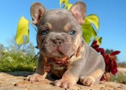 French Bulldog Akc Puppies For sale.
