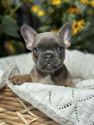 9 week old Frenchie looking for his forever home