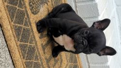Frenchies Available