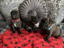 Adorable Male French Bulldogs