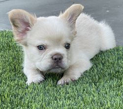 Needs New Home Male Fluffy French Bulldog Puppy