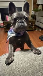 10 month frenchie girl