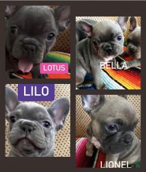 4 Beautiful Lilac Pups 2: girls and two boys!