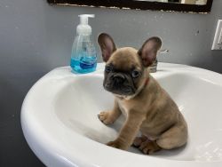8 old French bulldog available