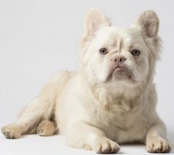 Designer Frenchies - carry long fur & cream STUD in 1st picture