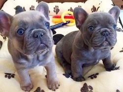 French Bulldogs ~ Show and Pet Quality ~ All Colors