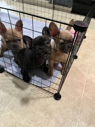 Male Frenchies