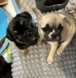 Beautiful, Healthy Frenchies seeking Forever Homes