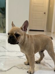 French Bulldog for Sale!