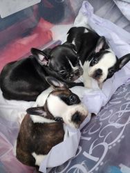 French Bulldog Puppies For Sale - Pet Only - In Junction City, KS