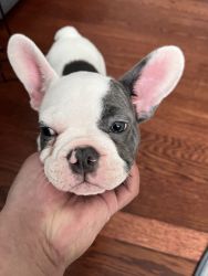 11 Week Old male French Bulldog - Need to Rehome