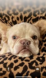 Price Drop for 10 Month old Fluffy Male French Bulldog