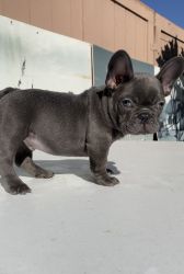 MALE FRENCHIE