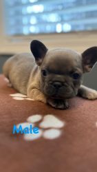 Adorable AKC registered, French Bulldog puppies.