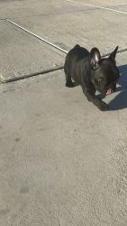 “Adorable French Bulldog puppies looking for loving homes!