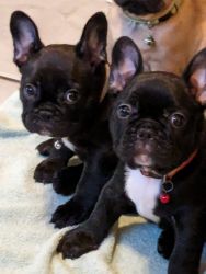 French bulldogs looking for furever home