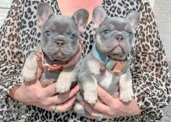 French Bulldog Puppies Available For Rehome Fee