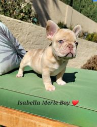 Isabella Merle Frenchie Boy