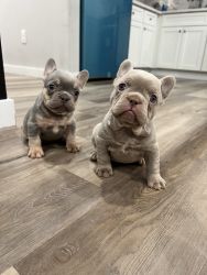 French bulldog for sale 2500 3500